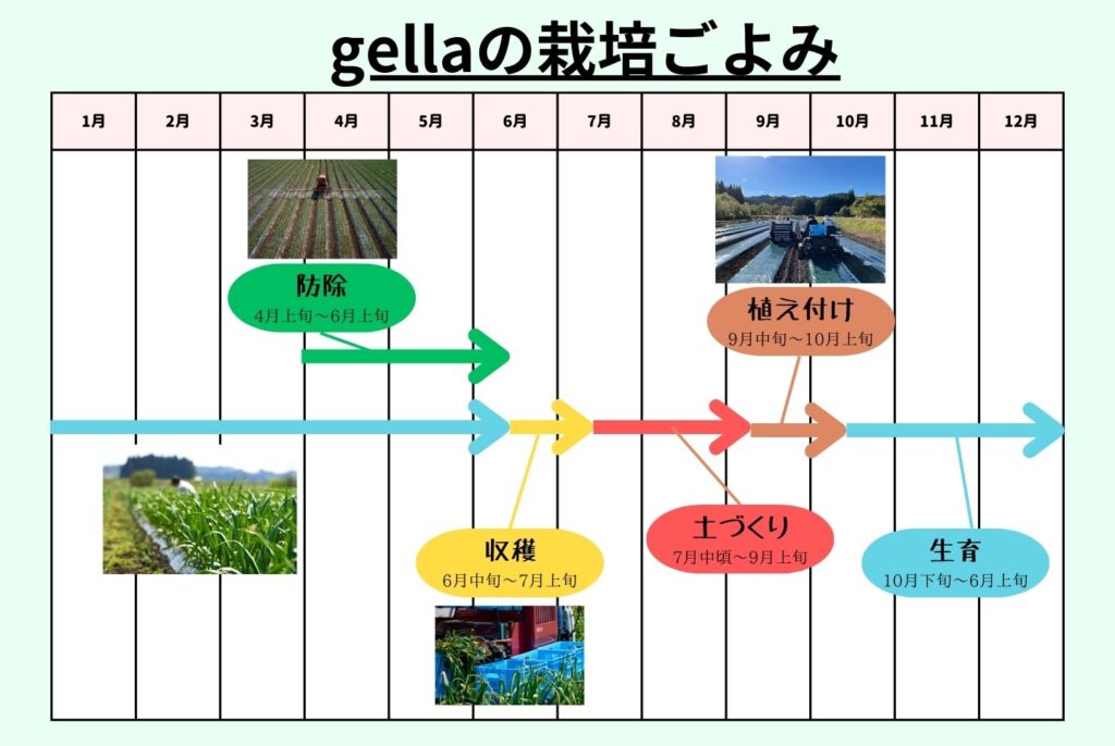 にんにくの栽培は家庭菜園でもできる？植え付けから収穫のポイントまで徹底解説